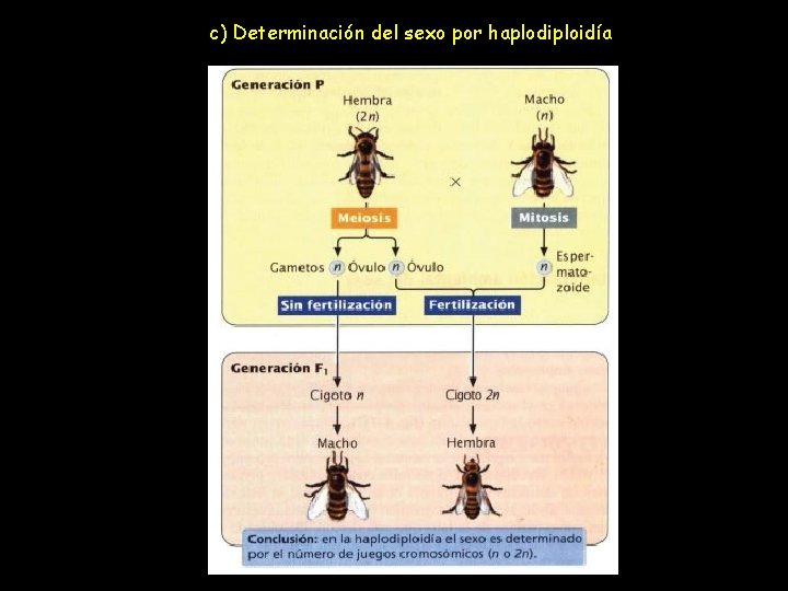 c) Determinación del sexo por haplodiploidía 