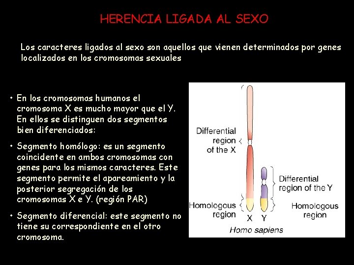 HERENCIA LIGADA AL SEXO Los caracteres ligados al sexo son aquellos que vienen determinados