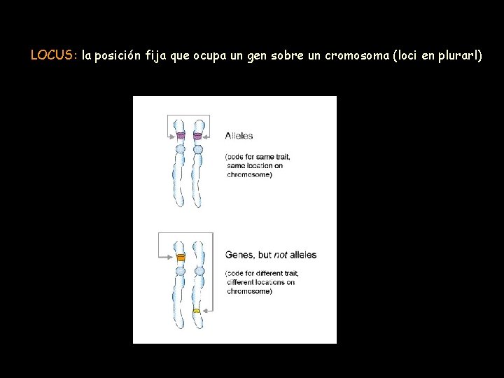 LOCUS: la posición fija que ocupa un gen sobre un cromosoma (loci en plurarl)