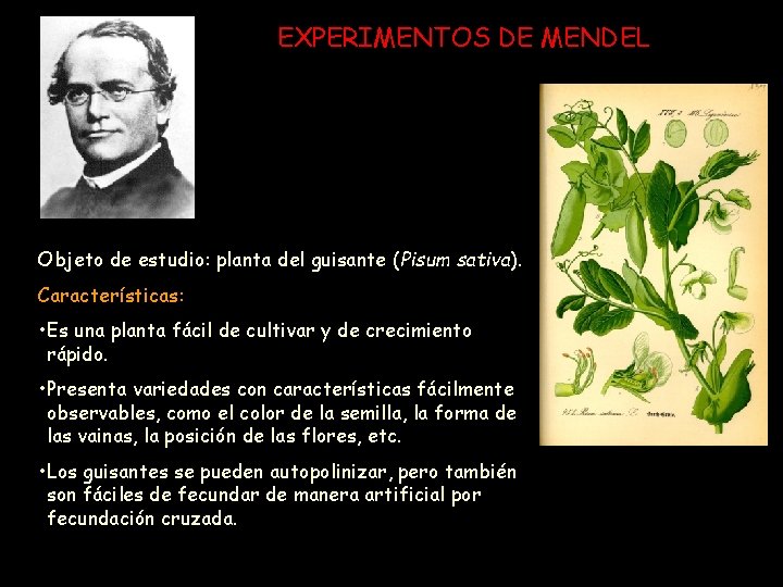 EXPERIMENTOS DE MENDEL Objeto de estudio: planta del guisante (Pisum sativa). Características: • Es