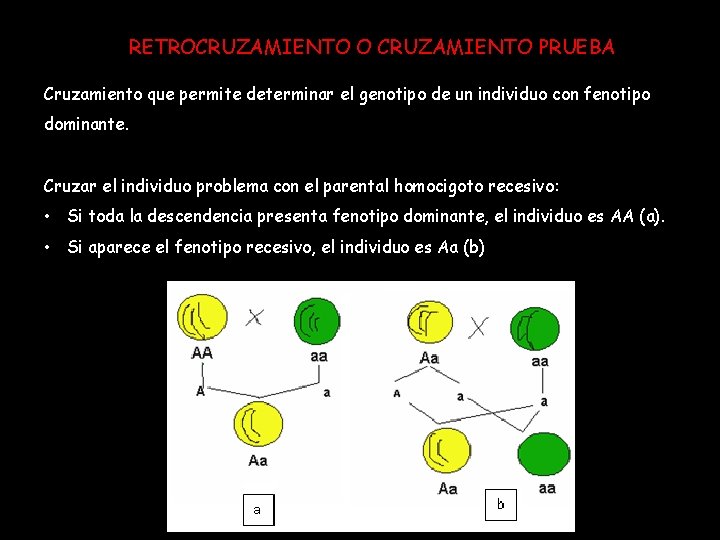 RETROCRUZAMIENTO O CRUZAMIENTO PRUEBA Cruzamiento que permite determinar el genotipo de un individuo con