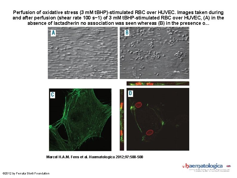 Perfusion of oxidative stress (3 m. M t. BHP)-stimulated RBC over HUVEC. Images taken