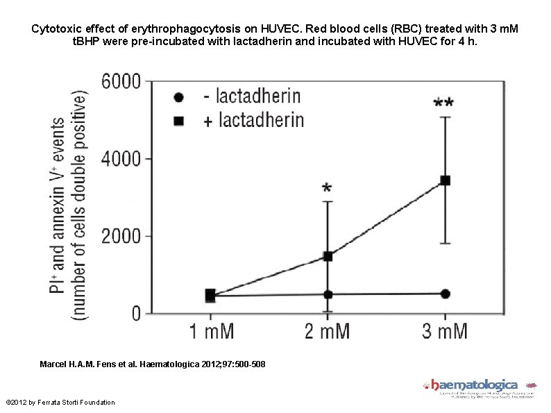 Cytotoxic effect of erythrophagocytosis on HUVEC. Red blood cells (RBC) treated with 3 m.