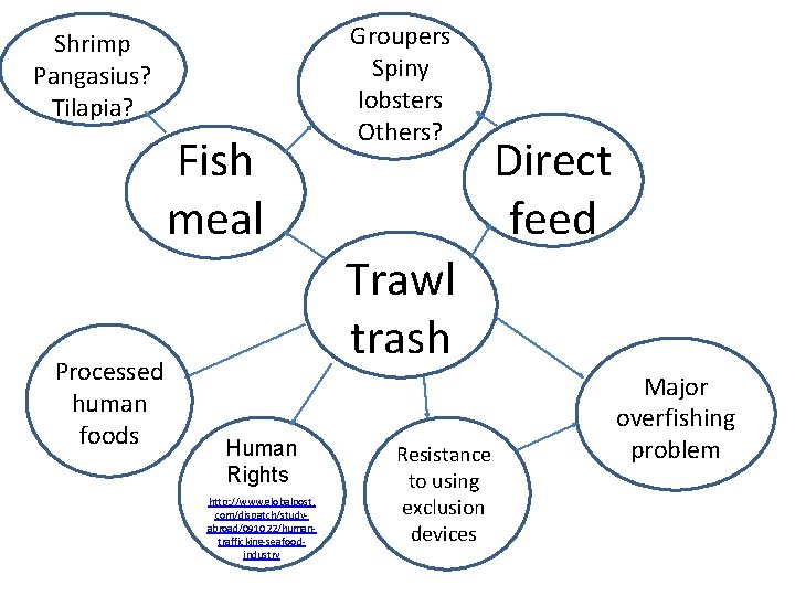 Shrimp Pangasius? Tilapia? Fish meal Processed human foods Groupers Spiny lobsters Others? Direct feed