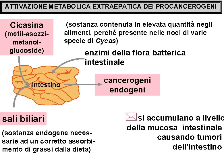 ATTIVAZIONE METABOLICA EXTRAEPATICA DEI PROCANCEROGENI Cicasina (metil-asozzimetanolglucoside) (sostanza contenuta in elevata quantità negli alimenti,