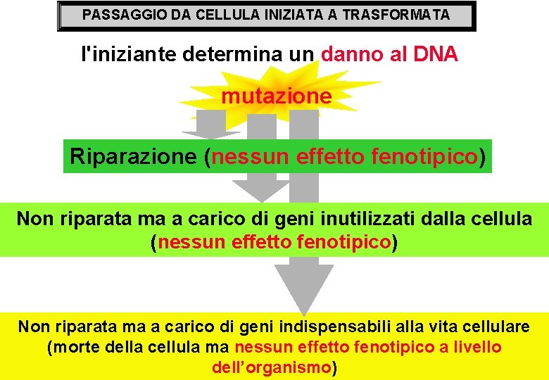 PASSAGGIO DA CELLULA INIZIATA A TRASFORMATA l'iniziante determina un danno al DNA mutazione Riparazione