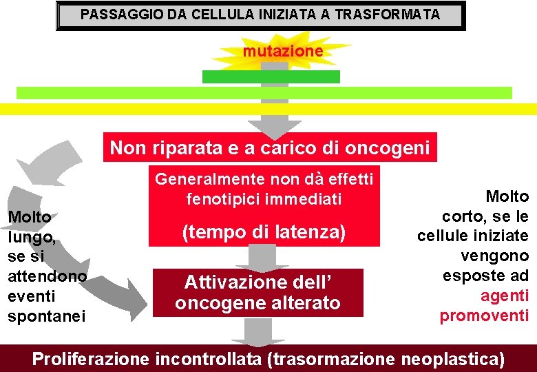 PASSAGGIO DA CELLULA INIZIATA A TRASFORMATA mutazione Non riparata e a carico di oncogeni