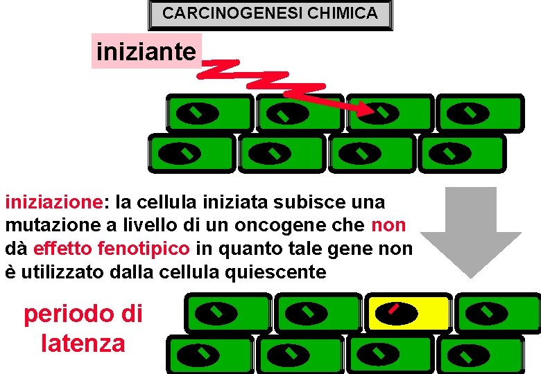 CARCINOGENESI CHIMICA iniziante iniziazione: la cellula iniziata subisce una mutazione a livello di un