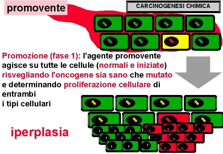 promovente CARCINOGENESI CHIMICA Promozione (fase 1): l'agente promovente agisce su tutte le cellule (normali