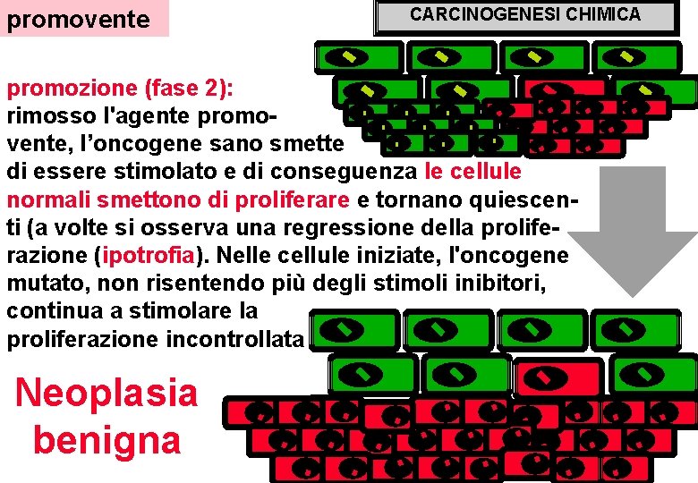 promovente CARCINOGENESI CHIMICA promozione (fase 2): rimosso l'agente promovente, l’oncogene sano smette di essere