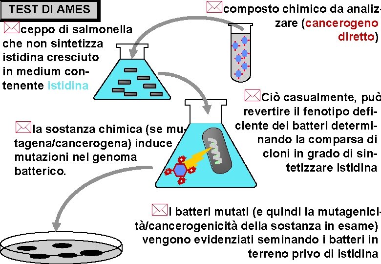 *composto chimico da analiz- TEST DI AMES zare (cancerogeno diretto) *ceppo di salmonella che