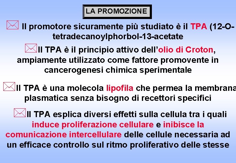 LA PROMOZIONE * Il promotore sicuramente più studiato è il TPA (12 -Otetradecanoylphorbol-13 -acetate