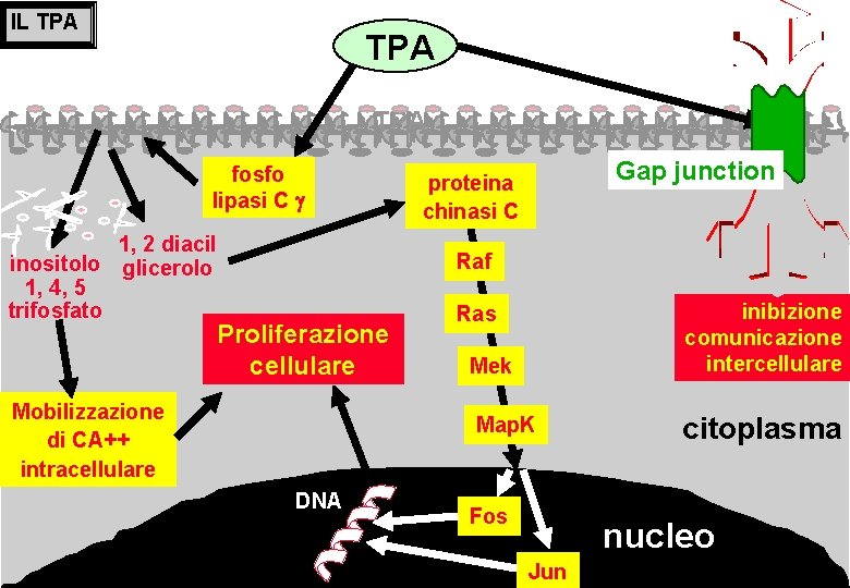 IL TPA TPA fosfo lipasi C 1, 2 diacil inositolo glicerolo 1, 4, 5