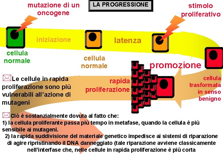 mutazione di un oncogene LA PROGRESSIONE iniziazione cellula normale *Le cellule in rapida proliferazione