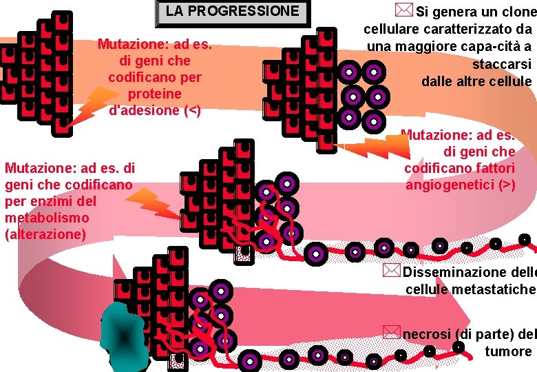 LA PROGRESSIONE Mutazione: ad es. di geni che codificano per proteine d'adesione (<) Mutazione: