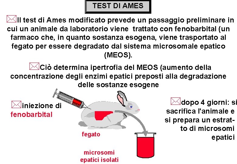 TEST DI AMES *Il test di Ames modificato prevede un passaggio preliminare in cui