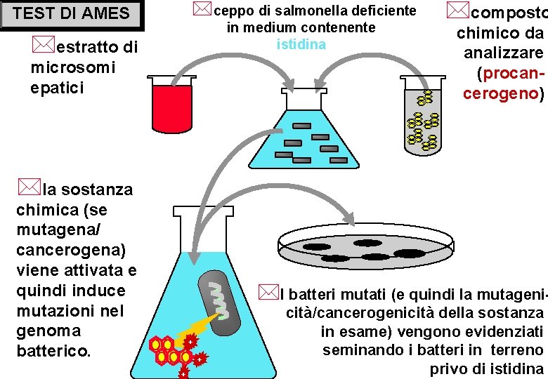 *ceppo di salmonella deficiente TEST DI AMES in medium contenente istidina *estratto di microsomi