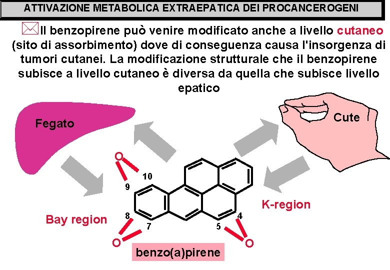 ATTIVAZIONE METABOLICA EXTRAEPATICA DEI PROCANCEROGENI *Il benzopirene può venire modificato anche a livello cutaneo