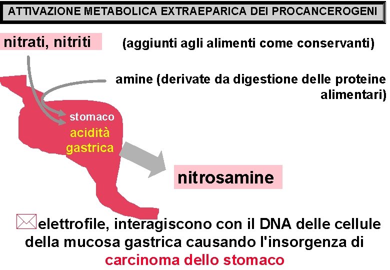 ATTIVAZIONE METABOLICA EXTRAEPARICA DEI PROCANCEROGENI nitrati, nitriti (aggiunti agli alimenti come conservanti) amine (derivate