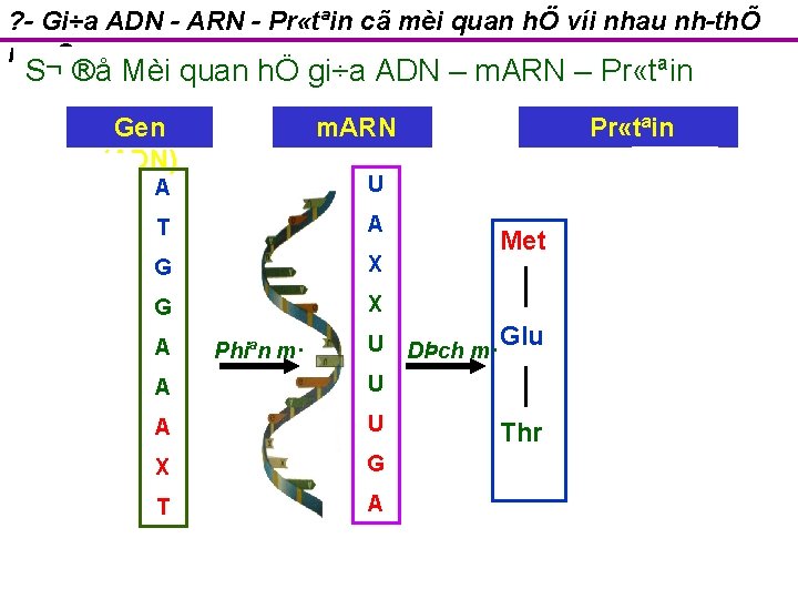 ? Gi÷a ADN ARN Pr «tªin cã mèi quan hÖ víi nhau nh thÕ