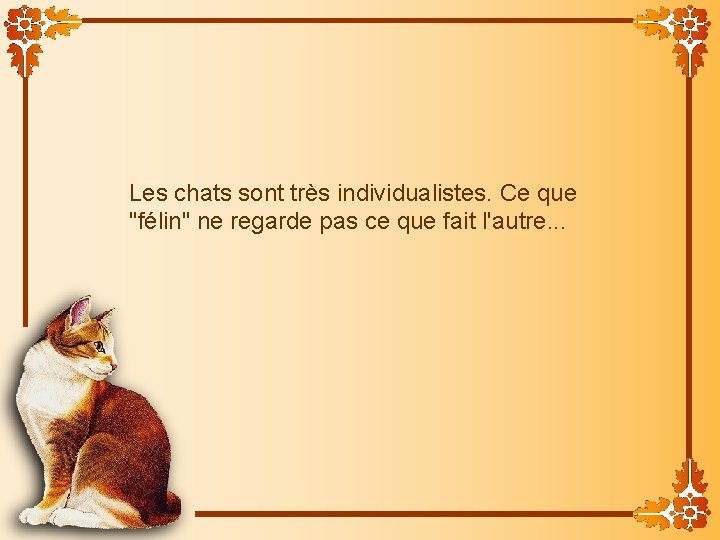 Les chats sont très individualistes. Ce que "félin" ne regarde pas ce que fait