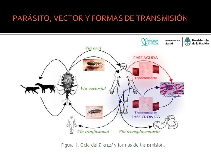 PARÁSITO, VECTOR Y FORMAS DE TRANSMISIÓN 