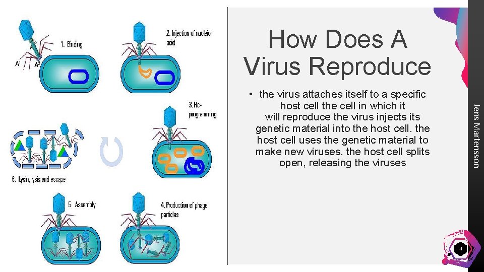 How Does A Virus Reproduce Jens Martensson • the virus attaches itself to a