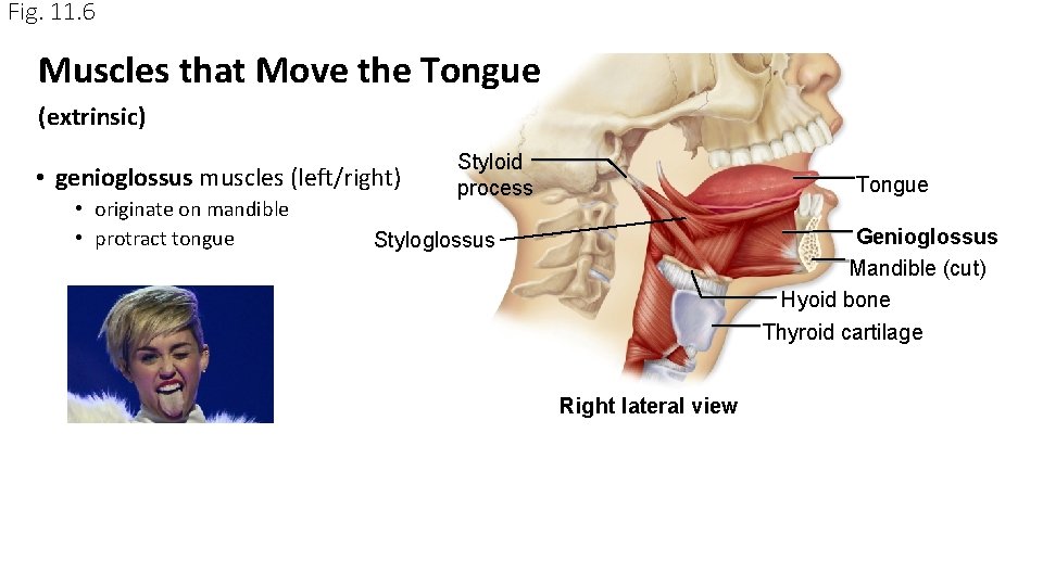 Fig. 11. 6 Muscles that Move the Tongue (extrinsic) • genioglossus muscles (left/right) • Fig. 11. 6 Muscles that Move the Tongue (extrinsic) • genioglossus muscles (left/right) •