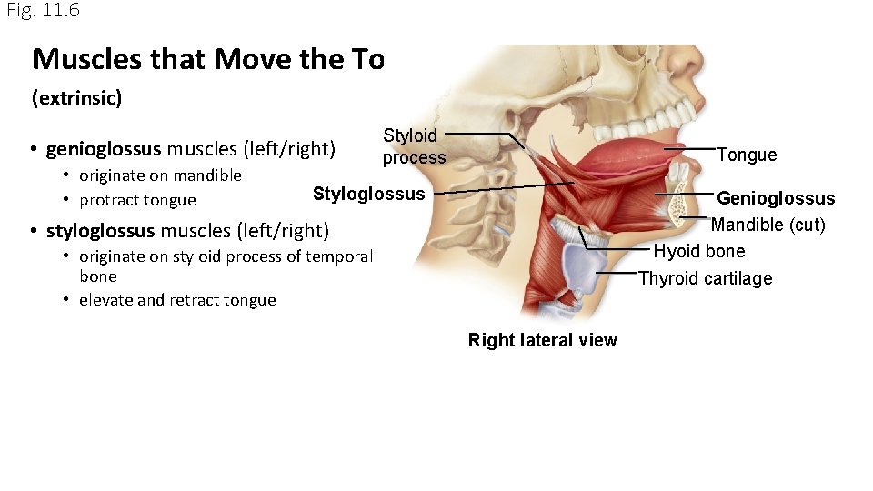 Fig. 11. 6 Muscles that Move the Tongue (extrinsic) • genioglossus muscles (left/right) • Fig. 11. 6 Muscles that Move the Tongue (extrinsic) • genioglossus muscles (left/right) •