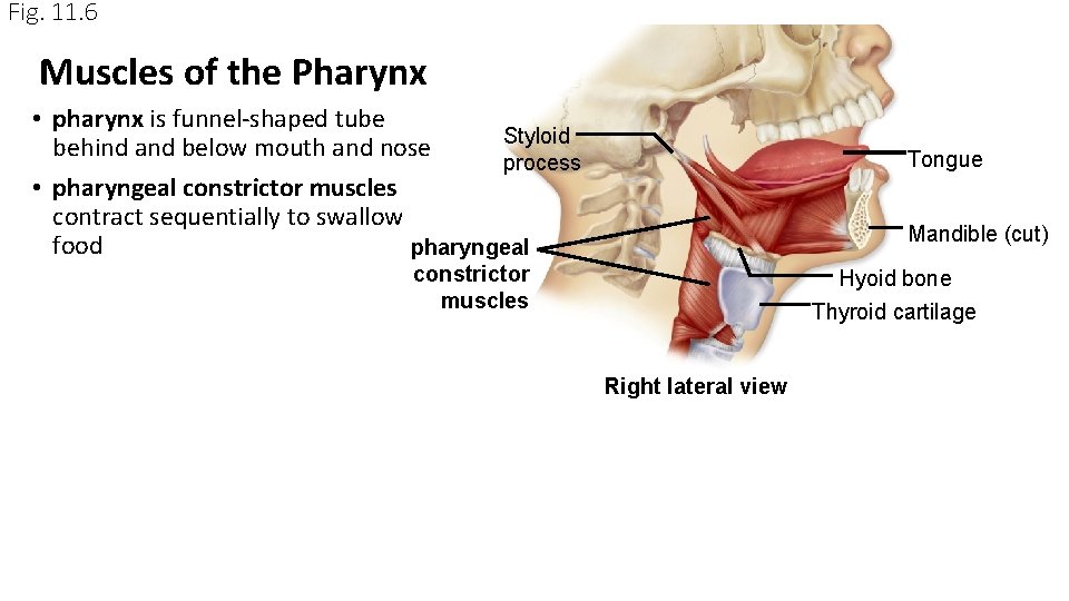 Fig. 11. 6 Muscles of the Pharynx • pharynx is funnel-shaped tube Styloid behind Fig. 11. 6 Muscles of the Pharynx • pharynx is funnel-shaped tube Styloid behind