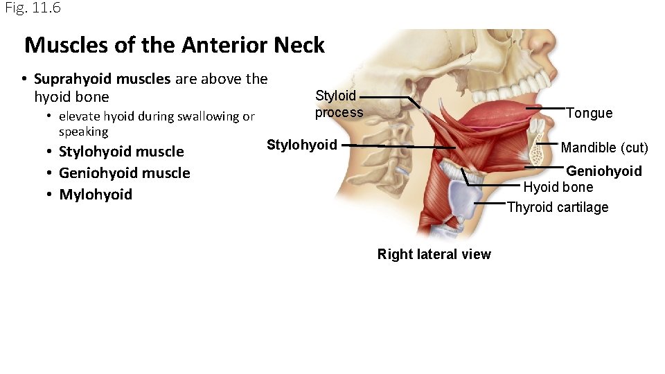 Fig. 11. 6 Muscles of the Anterior Neck • Suprahyoid muscles are above the Fig. 11. 6 Muscles of the Anterior Neck • Suprahyoid muscles are above the