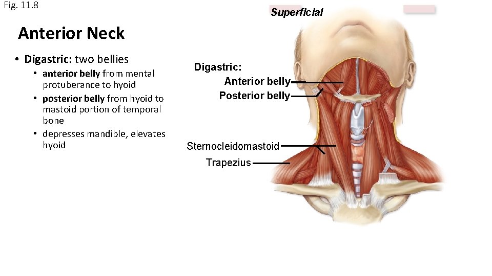 Fig. 11. 8 Superficial Anterior Neck • Digastric: two bellies • anterior belly from Fig. 11. 8 Superficial Anterior Neck • Digastric: two bellies • anterior belly from