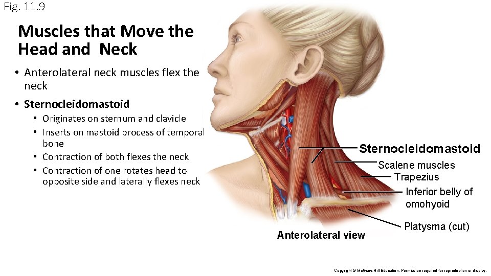 Fig. 11. 9 Muscles that Move the Head and Neck • Anterolateral neck muscles Fig. 11. 9 Muscles that Move the Head and Neck • Anterolateral neck muscles