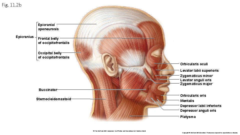 Fig. 11. 2 b Epicranial aponeurosis Epicranius Frontal belly of occipitofrontalis Occipital belly of Fig. 11. 2 b Epicranial aponeurosis Epicranius Frontal belly of occipitofrontalis Occipital belly of