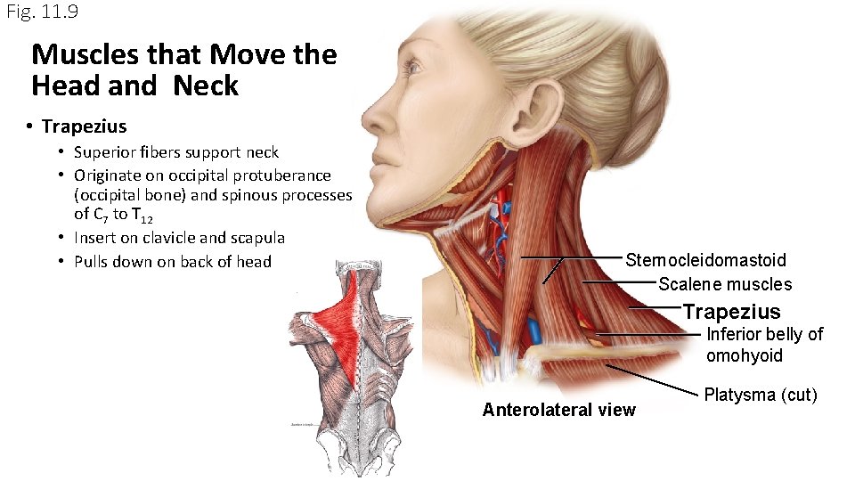 Fig. 11. 9 Muscles that Move the Head and Neck • Trapezius • Superior Fig. 11. 9 Muscles that Move the Head and Neck • Trapezius • Superior