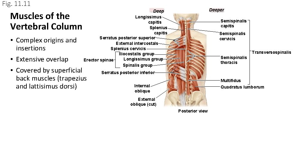 Fig. 11 Muscles of the Vertebral Column Deeper Deep Longissimus capitis Splenius capitis Serratus Fig. 11 Muscles of the Vertebral Column Deeper Deep Longissimus capitis Splenius capitis Serratus