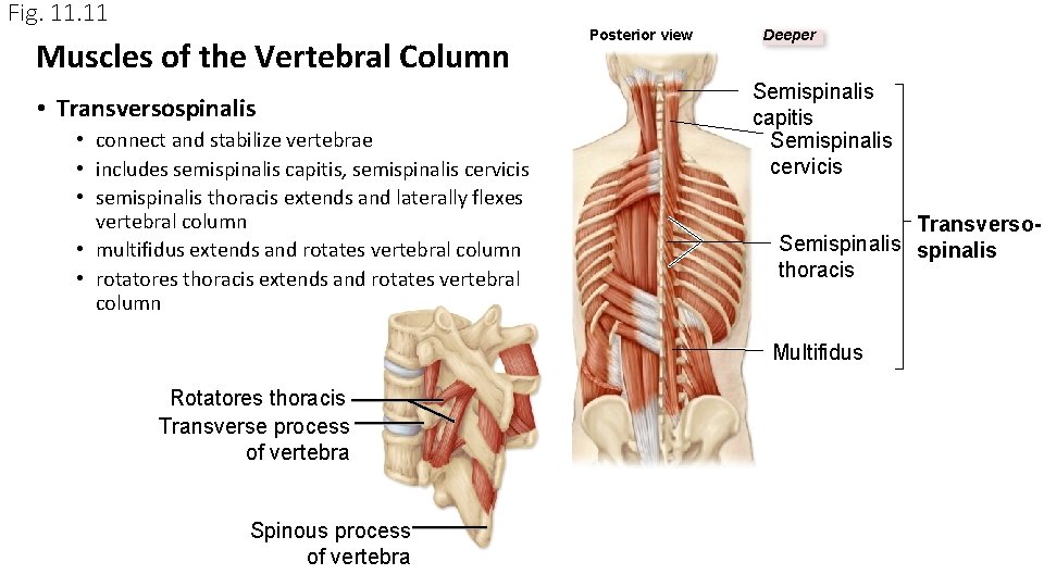 Fig. 11 Muscles of the Vertebral Column • Transversospinalis • connect and stabilize vertebrae Fig. 11 Muscles of the Vertebral Column • Transversospinalis • connect and stabilize vertebrae