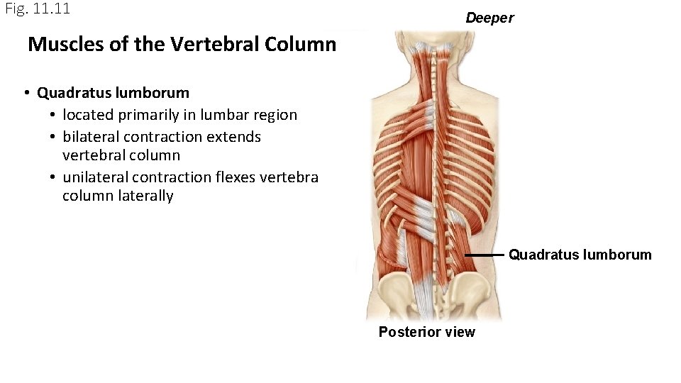 Fig. 11 Deeper Muscles of the Vertebral Column • Quadratus lumborum • located primarily Fig. 11 Deeper Muscles of the Vertebral Column • Quadratus lumborum • located primarily