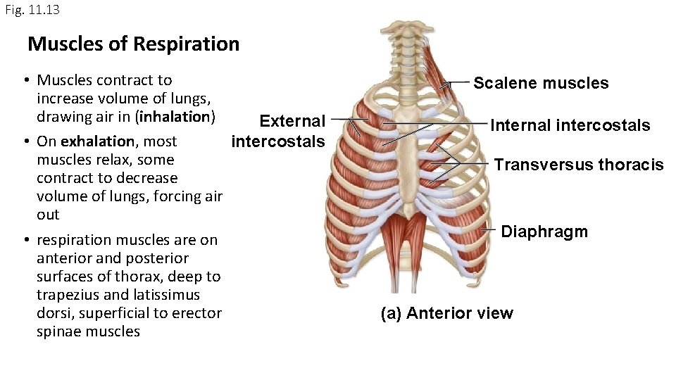 Fig. 11. 13 Muscles of Respiration • Muscles contract to increase volume of lungs, Fig. 11. 13 Muscles of Respiration • Muscles contract to increase volume of lungs,