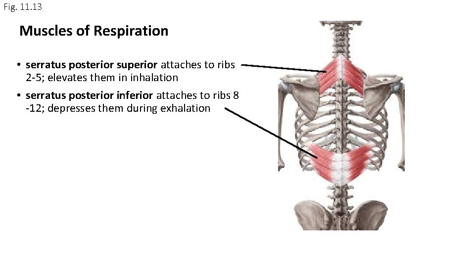 Fig. 11. 13 Muscles of Respiration • serratus posterior superior attaches to ribs 2 Fig. 11. 13 Muscles of Respiration • serratus posterior superior attaches to ribs 2