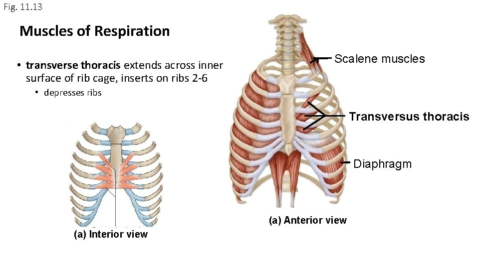 Fig. 11. 13 Muscles of Respiration • transverse thoracis extends across inner surface of Fig. 11. 13 Muscles of Respiration • transverse thoracis extends across inner surface of