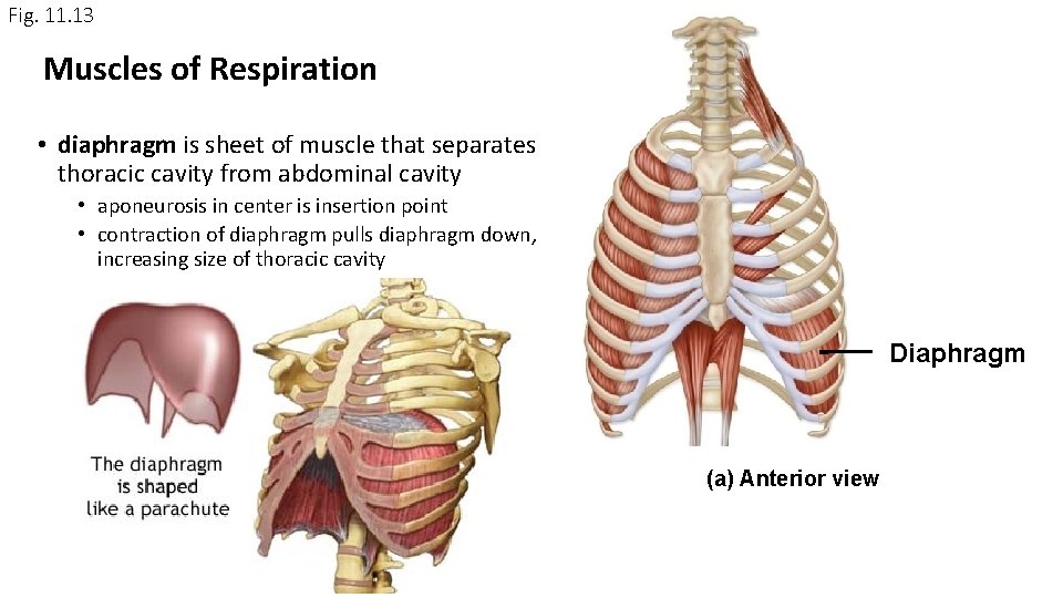 Fig. 11. 13 Muscles of Respiration • diaphragm is sheet of muscle that separates Fig. 11. 13 Muscles of Respiration • diaphragm is sheet of muscle that separates