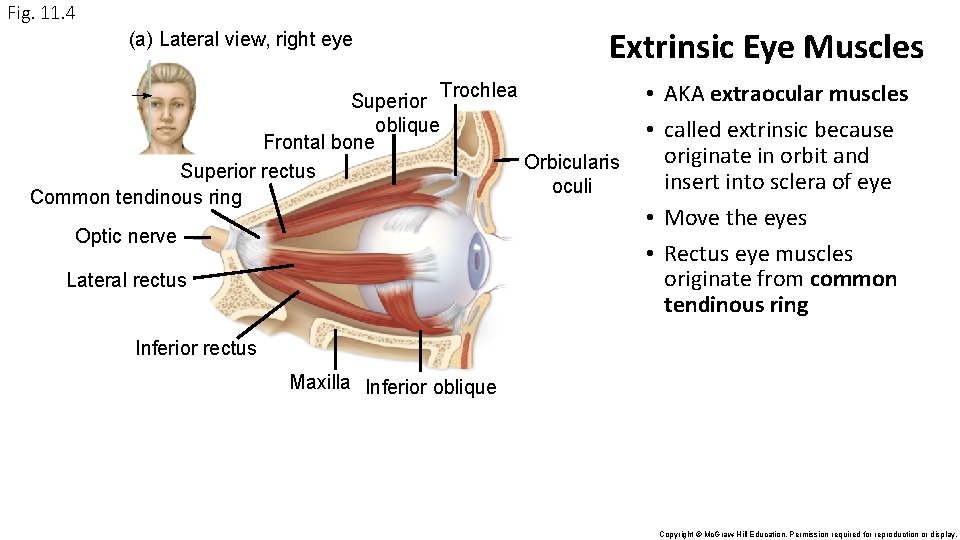 Fig. 11. 4 Extrinsic Eye Muscles (a) Lateral view, right eye Superior oblique Frontal Fig. 11. 4 Extrinsic Eye Muscles (a) Lateral view, right eye Superior oblique Frontal