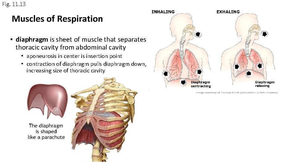 Fig. 11. 13 Muscles of Respiration • diaphragm is sheet of muscle that separates Fig. 11. 13 Muscles of Respiration • diaphragm is sheet of muscle that separates