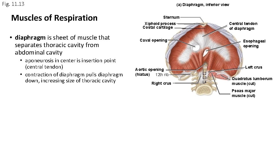 Fig. 11. 13 Muscles of Respiration • diaphragm is sheet of muscle that separates Fig. 11. 13 Muscles of Respiration • diaphragm is sheet of muscle that separates