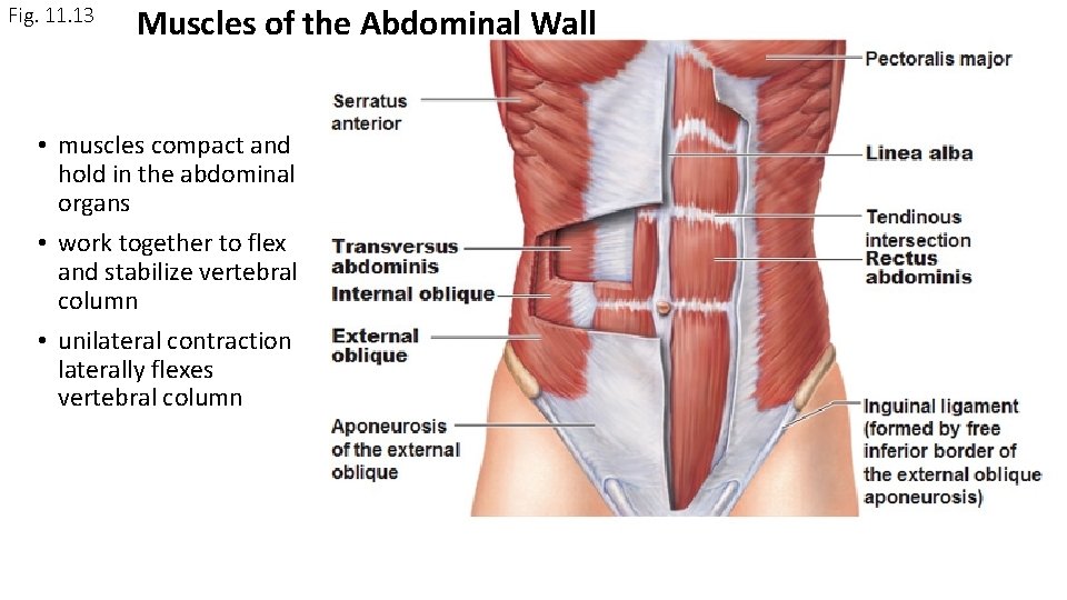Fig. 11. 13 Muscles of the Abdominal Wall • muscles compact and hold in Fig. 11. 13 Muscles of the Abdominal Wall • muscles compact and hold in