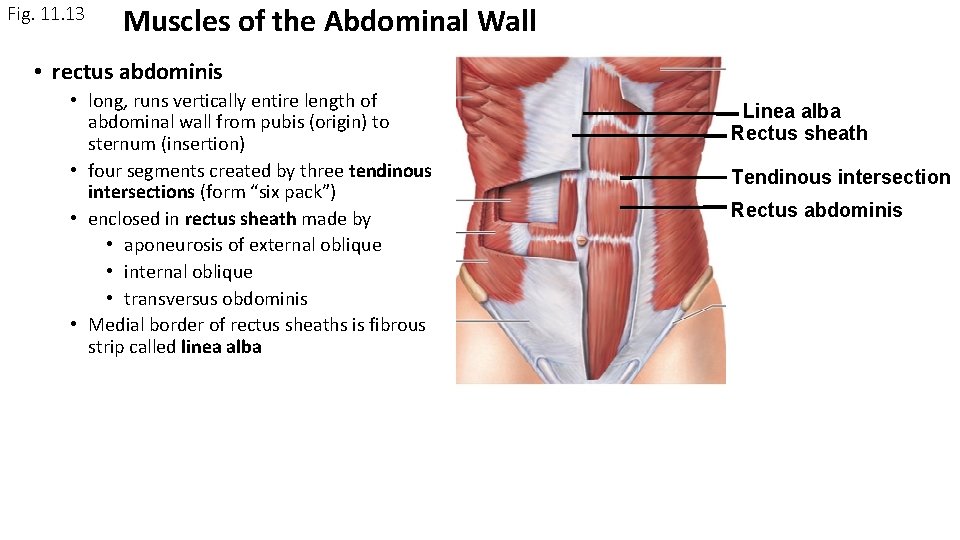 Fig. 11. 13 Muscles of the Abdominal Wall • rectus abdominis • long, runs Fig. 11. 13 Muscles of the Abdominal Wall • rectus abdominis • long, runs