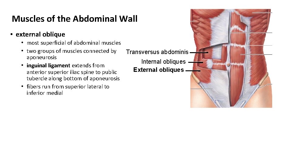 Muscles of the Abdominal Wall • external oblique • most superficial of abdominal muscles Muscles of the Abdominal Wall • external oblique • most superficial of abdominal muscles
