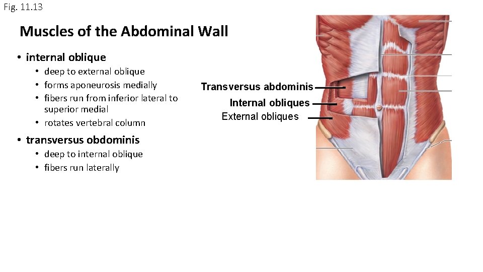 Fig. 11. 13 Muscles of the Abdominal Wall • internal oblique • deep to Fig. 11. 13 Muscles of the Abdominal Wall • internal oblique • deep to