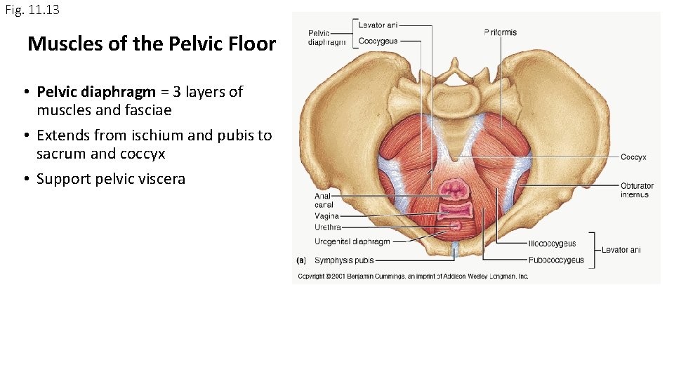 Fig. 11. 13 Muscles of the Pelvic Floor • Pelvic diaphragm = 3 layers Fig. 11. 13 Muscles of the Pelvic Floor • Pelvic diaphragm = 3 layers